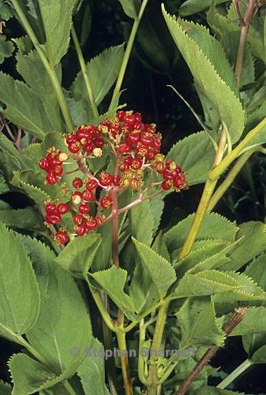 sambucus racemosa ssp racemosa 5 graphic